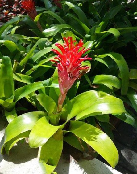 Flaming Torch-I Planted Roots in Mexico – Manzanillo Sun